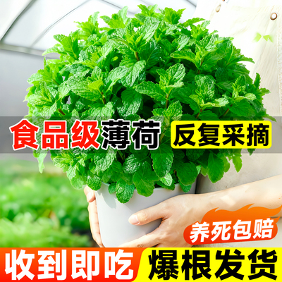 薄荷盆栽植物室内水培绿迷