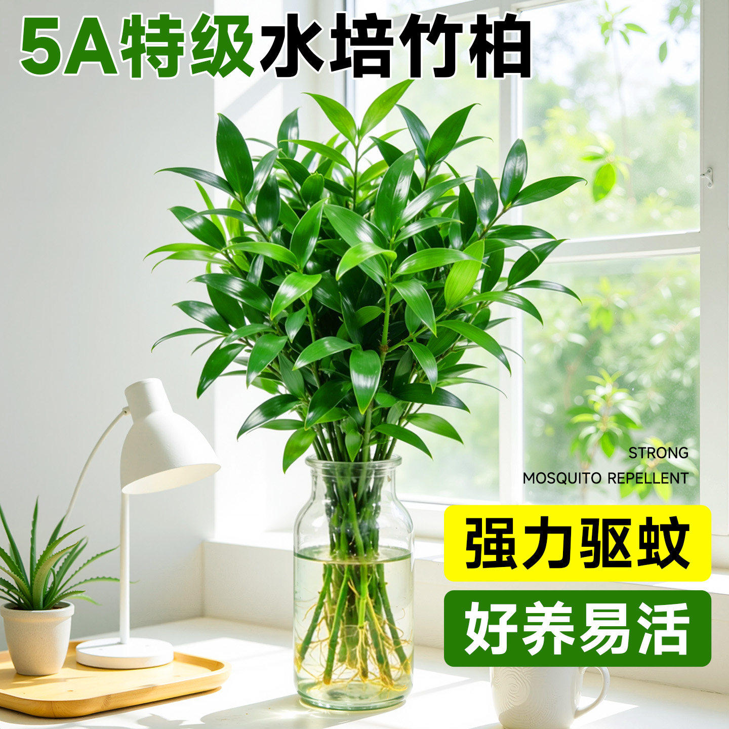 驱蚊竹柏水培植物办公桌面大颗水养绿植室内卧室竹子盆栽四季常青