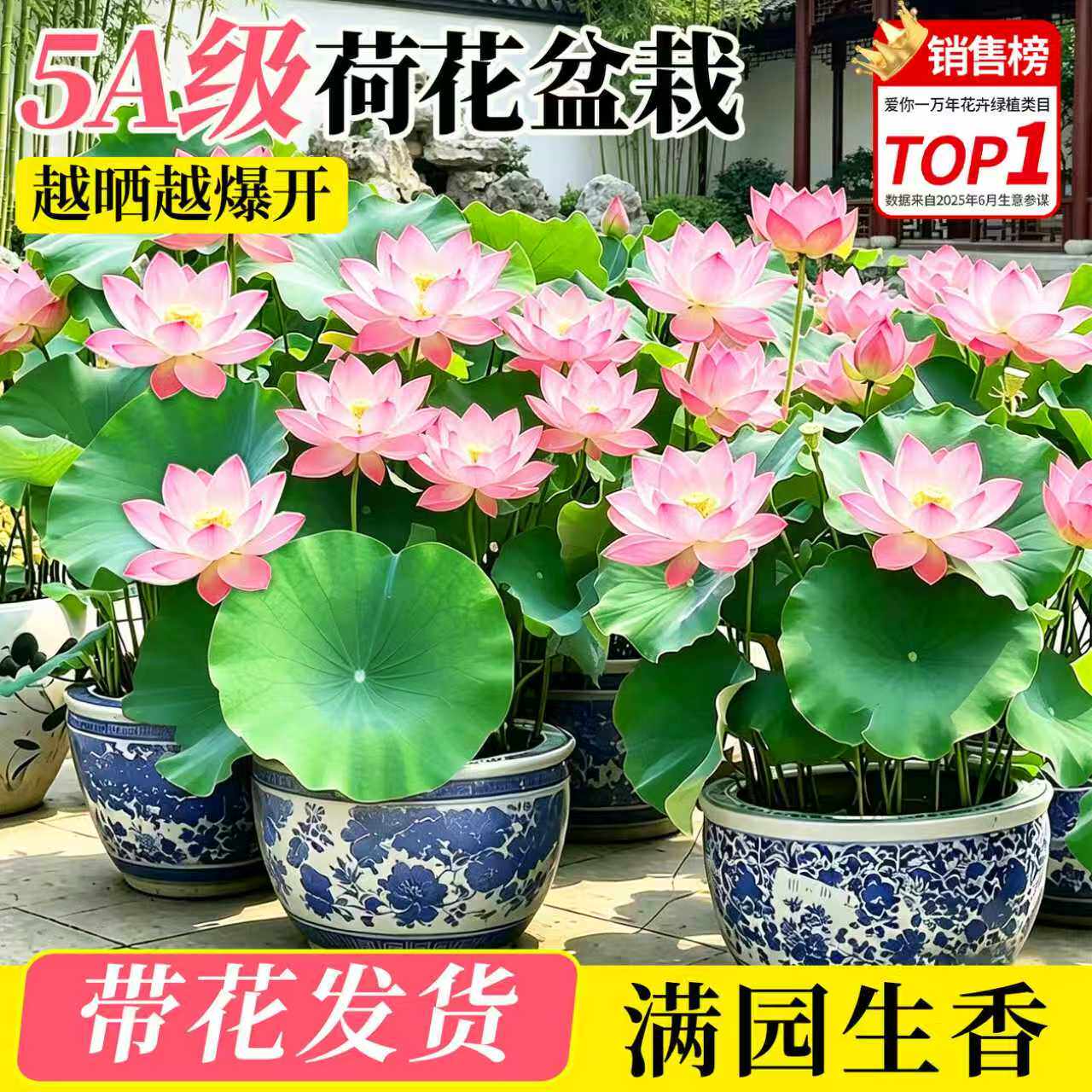 荷花盆栽水养带花苞观赏成品苗重瓣水培绿植花卉碗莲睡莲鱼缸造景