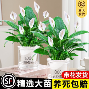 白掌盆栽一帆风顺绿萝箩花卉植物室内花水培红掌绿植发财树吸甲醛