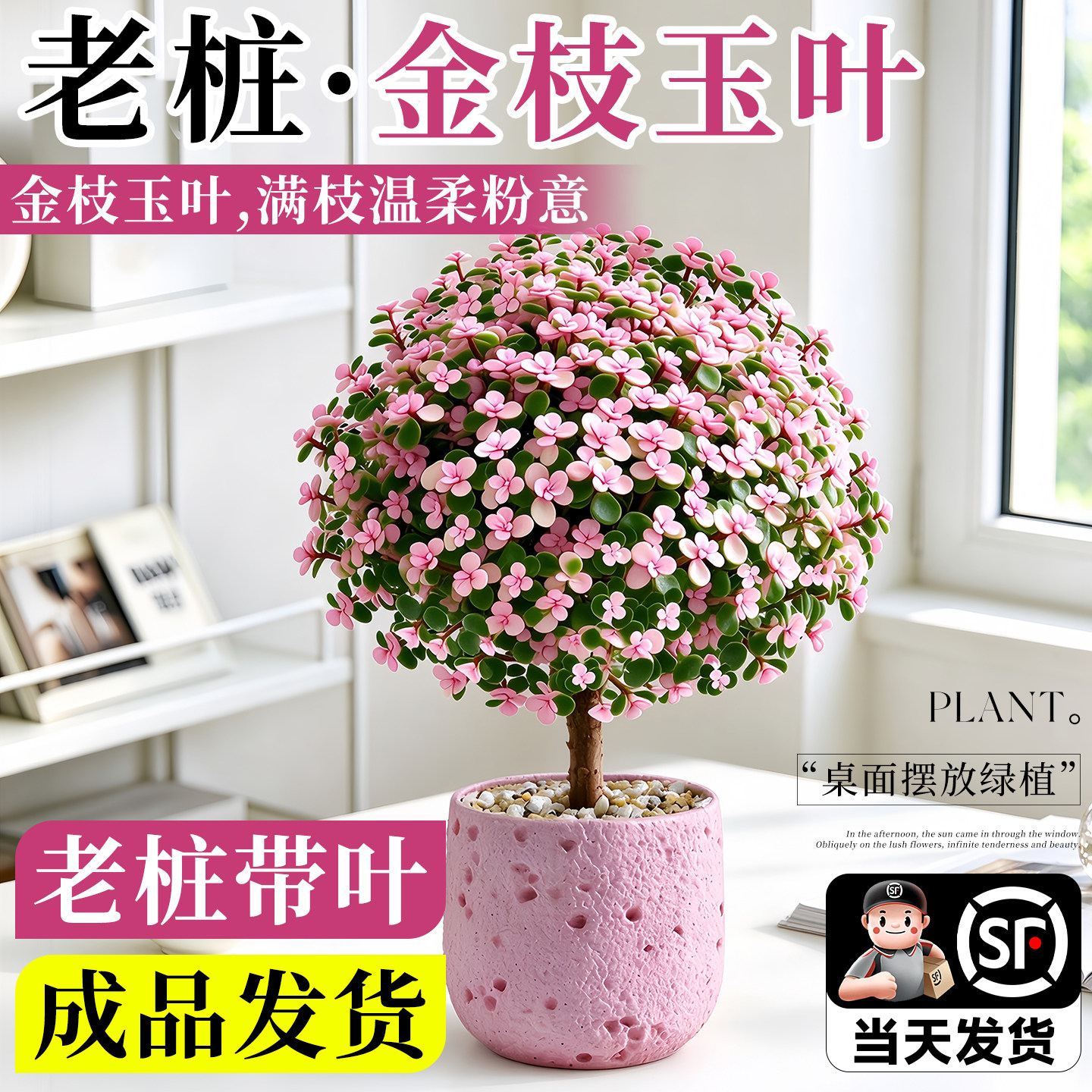【造型绿植】金枝玉叶老桩盆景图片