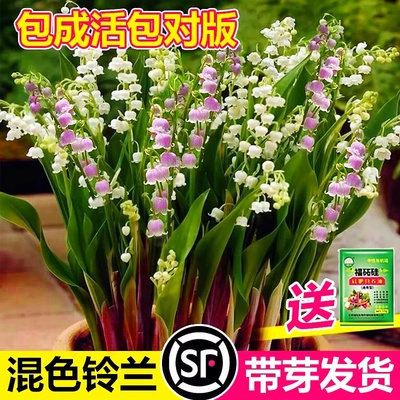 【香水铃兰花】混色带芽进口种球