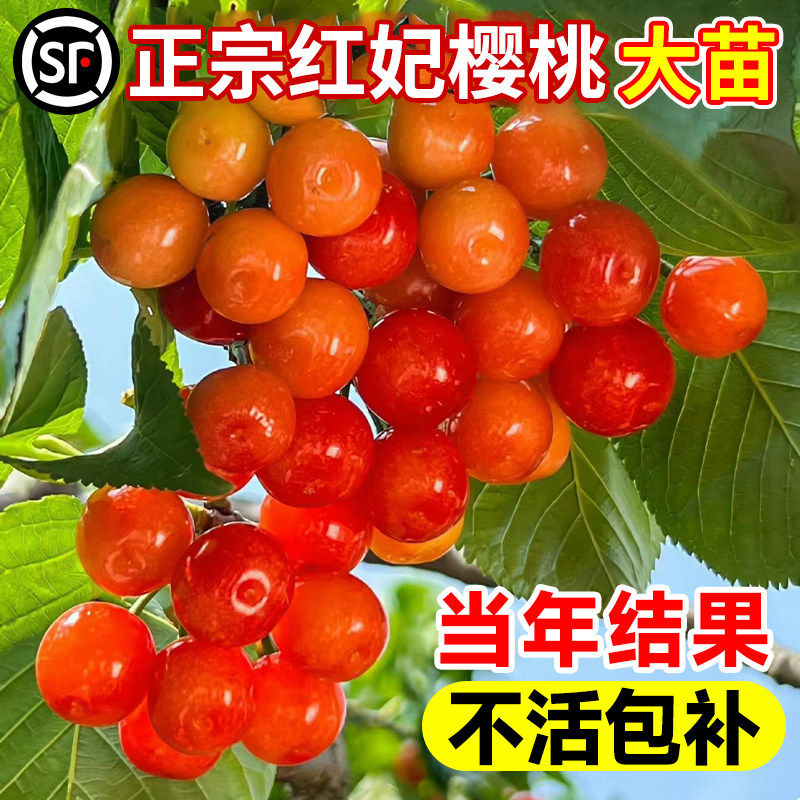 樱桃树大樱桃苗南北方中华小土樱桃苗车厘子红妃果苗盆栽种植庭院