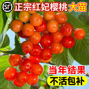 樱桃树大樱桃苗南北方中华小土樱桃苗车厘子红妃果苗盆栽种植庭院