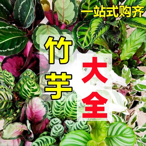 【好便宜】竹芋植物盆栽大全好养