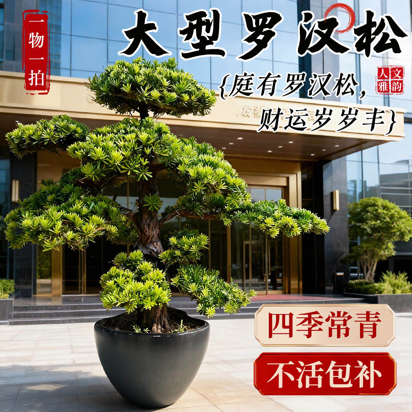 罗汉松大型造型盆景绿植盆栽名贵老桩迎客松庭院公司招财旺运耐旱