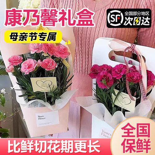 【教师节礼物】康乃馨鲜花束盆栽