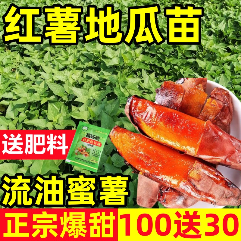 【保真对版】红薯苗高产烟薯25苗