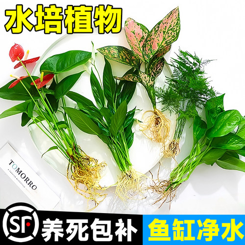 全网特价！鱼缸水培植物