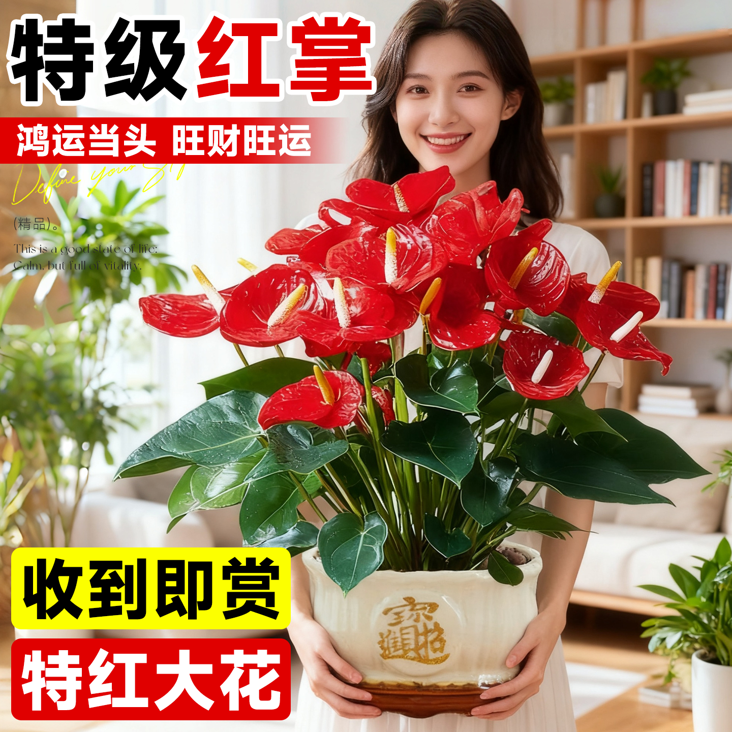 大花红掌办公室绿植旺财旺运