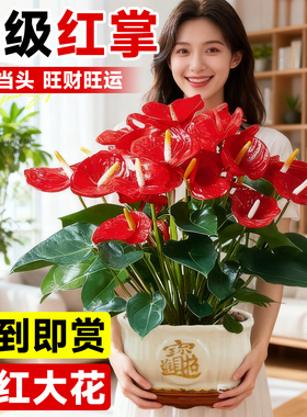 红掌盆栽带花大叶大花大号客厅植物水培花卉绿植室内桌面招财摆件