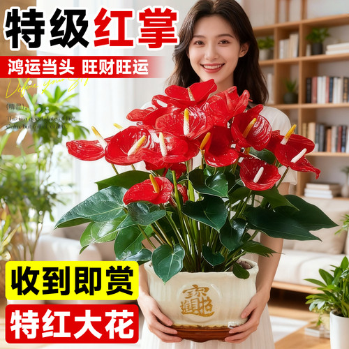 大花红掌办公室绿植旺财旺运