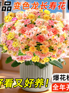 长寿花盆栽重瓣大花苗变色龙金狐狸一年四季好养的花卉室内绿植物