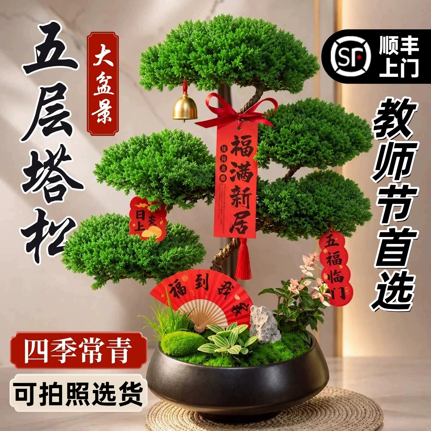 【教师节首选】五层塔松桌面盆栽