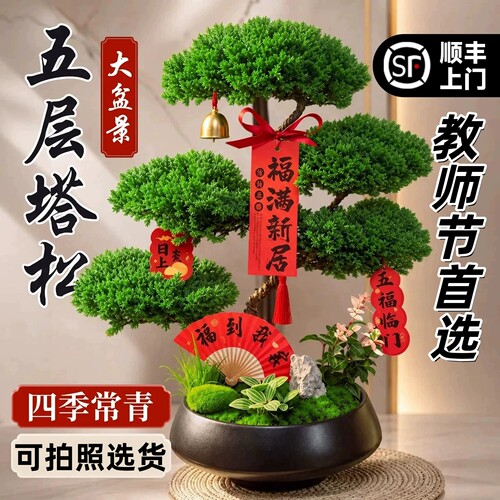 【教师节首选】五层塔松桌面盆栽