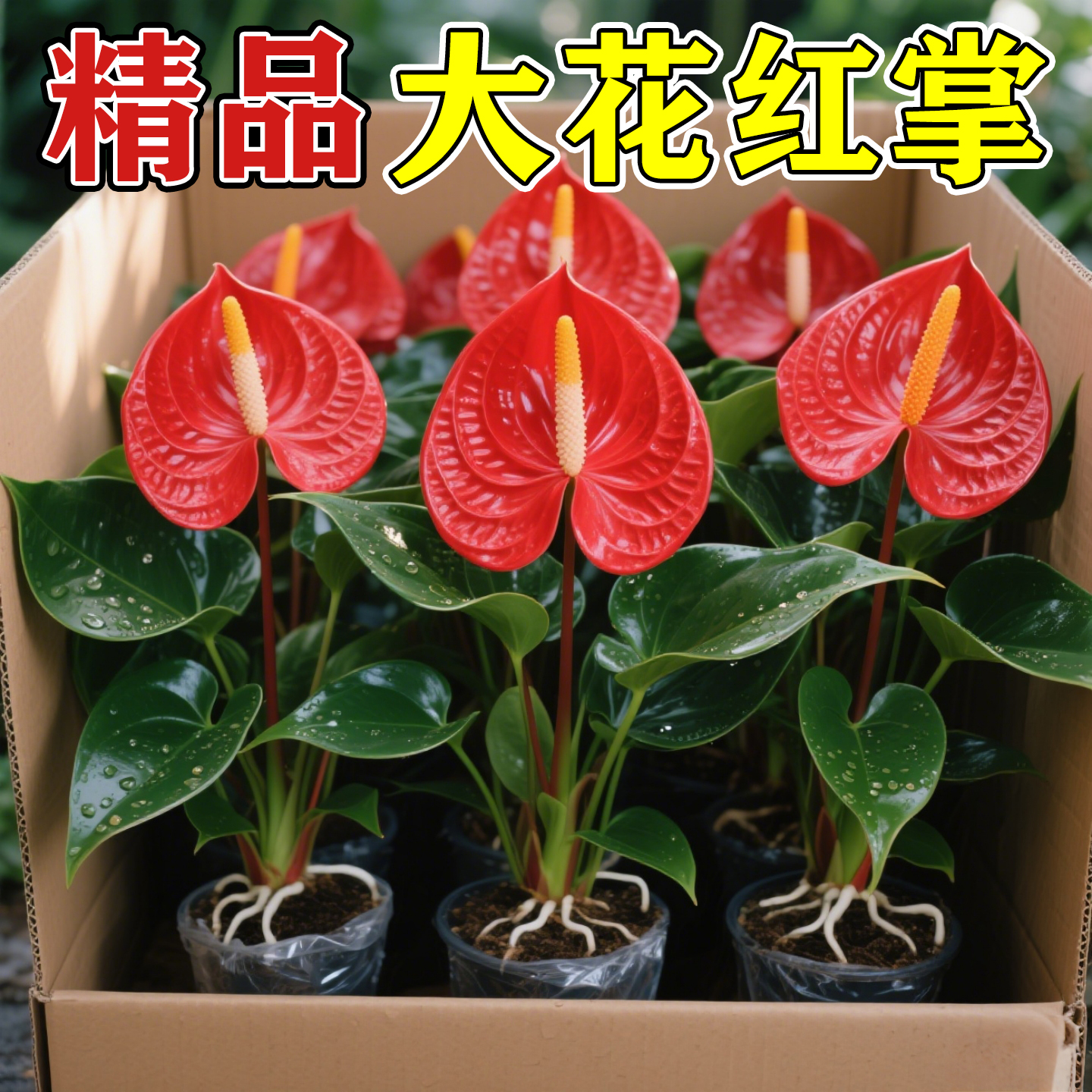 带大花红掌盆栽四季好养绿植