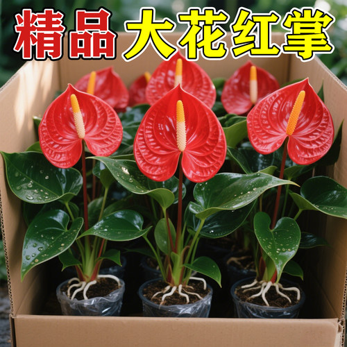 带大花红掌盆栽四季好养绿植