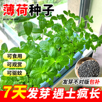 可食用薄荷種子陽臺盆栽