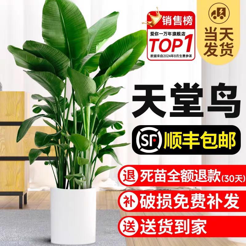 【全网热销10w+】天堂鸟产地直发