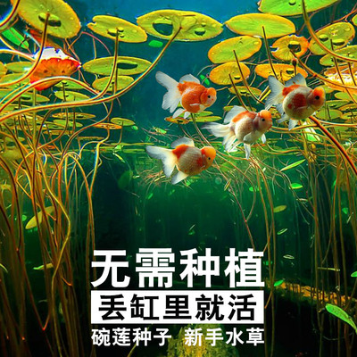 碗莲鱼缸水草懒人新手造景