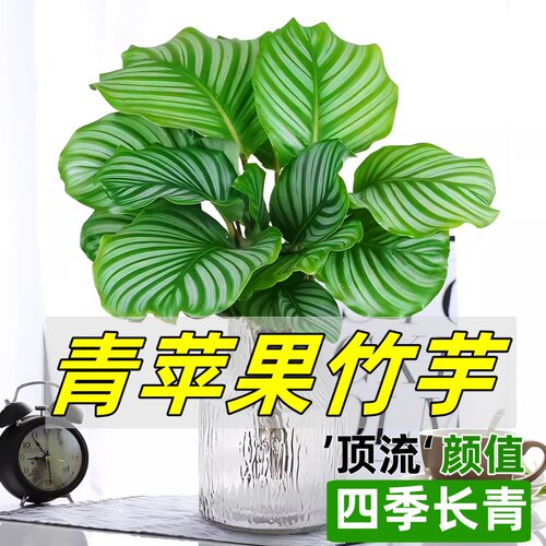 水培植物青苹果竹芋绿盆栽