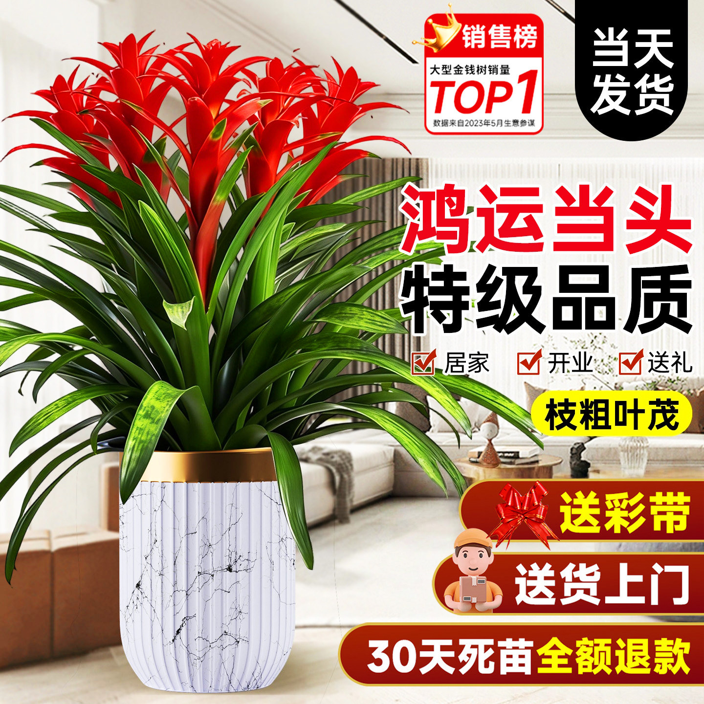 鸿运当头带花盆栽客厅办公室内四季常青大型绿植物富贵花卉金钱树