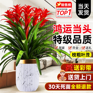 鸿运当头带花盆栽客厅办公室内四季 常青大型绿植物富贵花卉金钱树