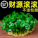 好养 铜钱草水培植物盆栽室内小绿植花卉鱼缸水养金钱草籽水生四季