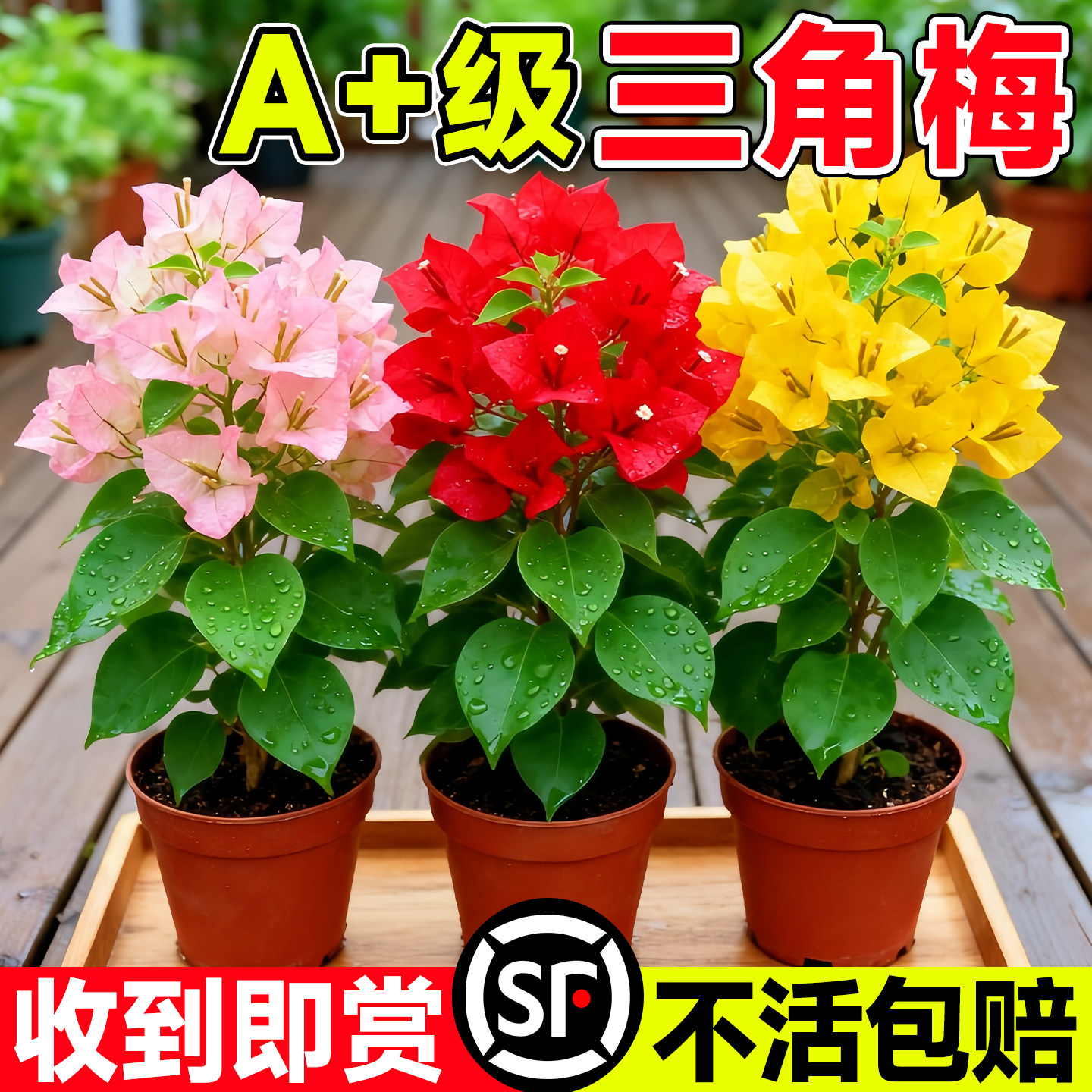 带花重瓣三角梅四季开花盆栽老桩特大号阳台花卉精品梅花树苗爬藤