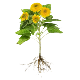 向日葵种孑观赏切花食用葵花籽油葵文森特花种子盆栽室外易活花籽