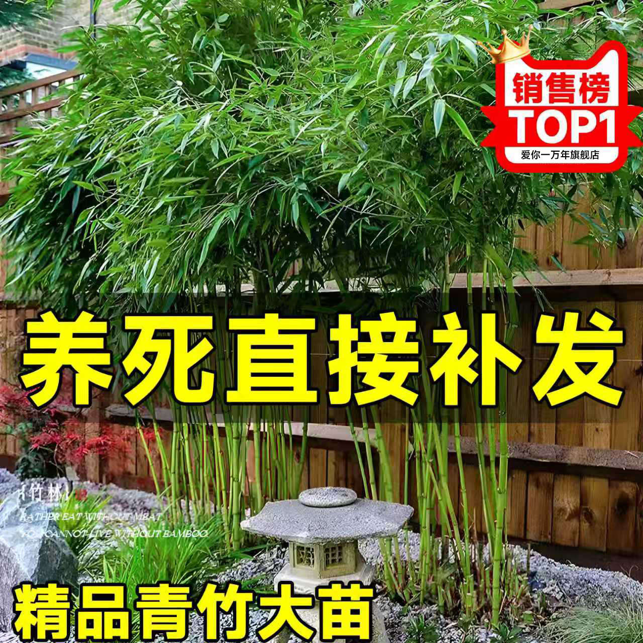竹子苗庭院室内外观赏盆栽黄金竹罗汉竹紫竹苗毛青竹带土四季包活
