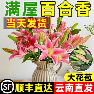 香水百合鲜花云南基地直发水培多头鲜切花花束插花插瓶多重瓣花卉