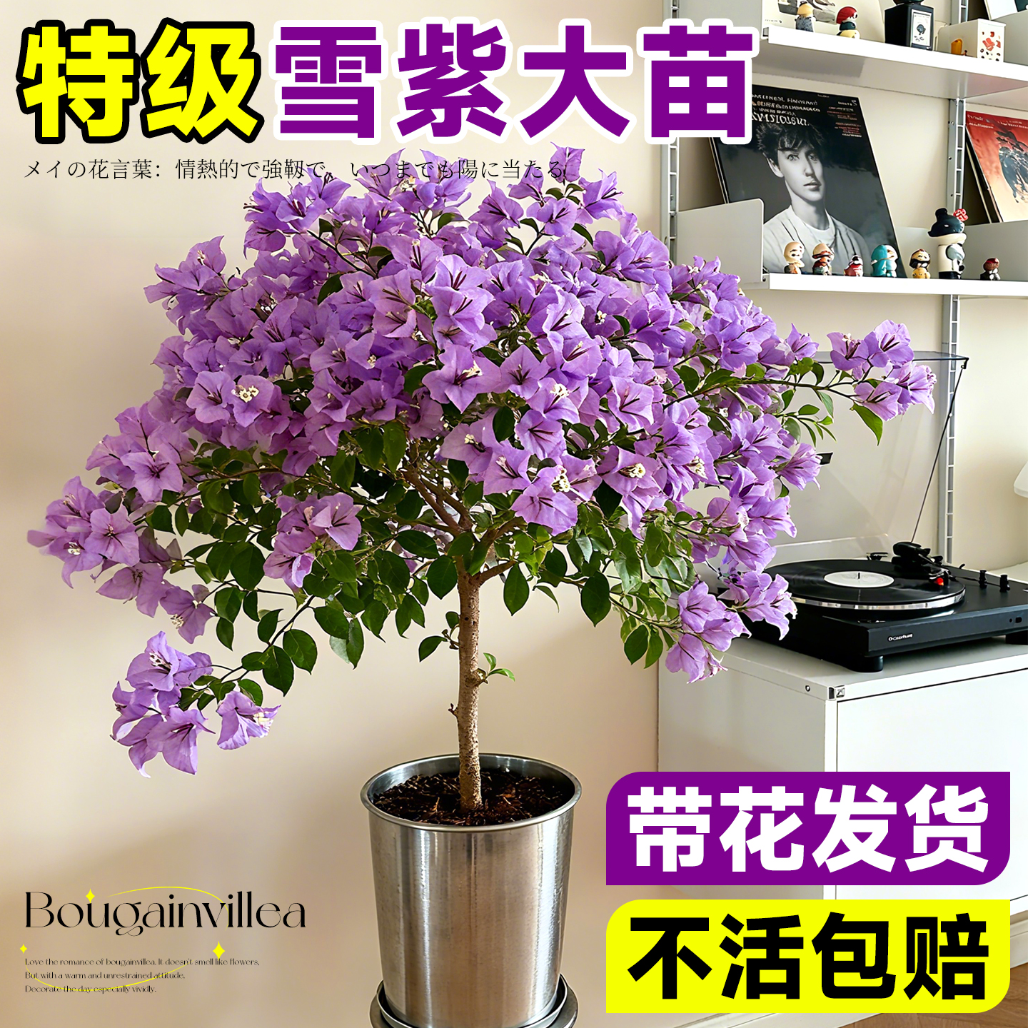 精品雪紫三角梅盆栽带花苞发货阳台花卉室外耐寒耐热四季开花植物