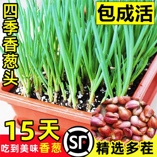 6.8元火葱头四季小香葱种子苗籽