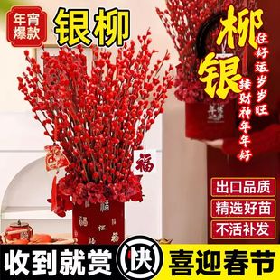 银柳真花鲜枝客厅摆件红色年宵花花卉干花干枝盆栽花期长水培植物