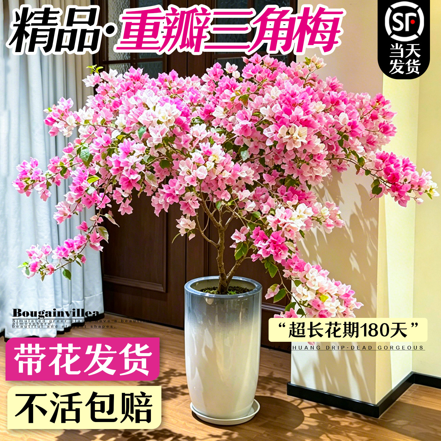 重瓣四季开花绿樱老桩带花三角梅图片