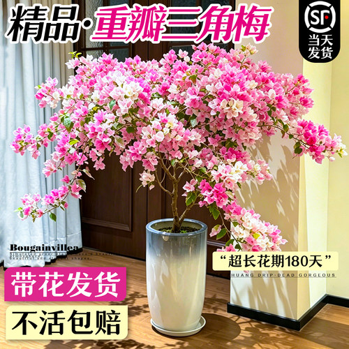 重瓣四季开花绿樱老桩带花三角梅