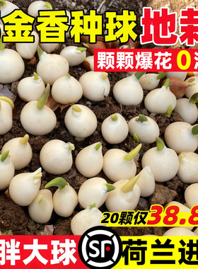 【进口】郁金香特大种球地栽100个批发种子水培植物五5度球盆栽