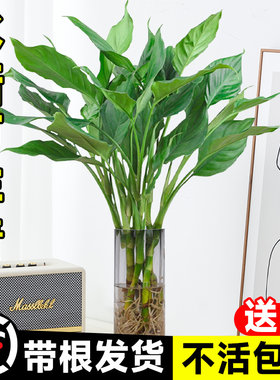 【耐阴好养】水培万年青四季常青