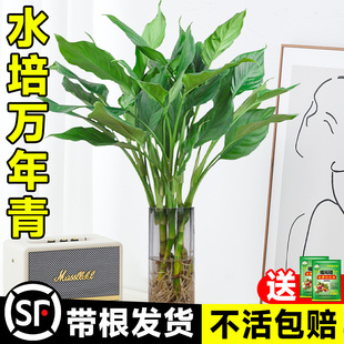 水培植物万年青盆栽室内桌面盆栽富贵竹卧室客厅净化空气好养植物