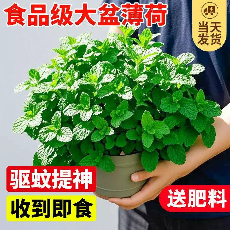 薄荷盆栽可食用水培薄荷叶室内驱蚊草好养活迷迭香苗新鲜绿植提神