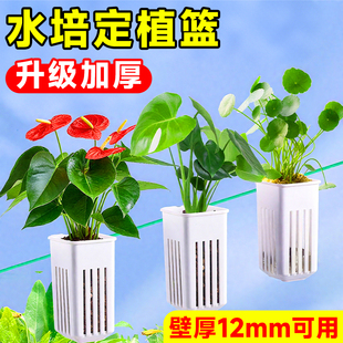 鱼缸水培定植篮铜钱草水培器皿乌龟缸绿植物固定篮加深大号壁挂式