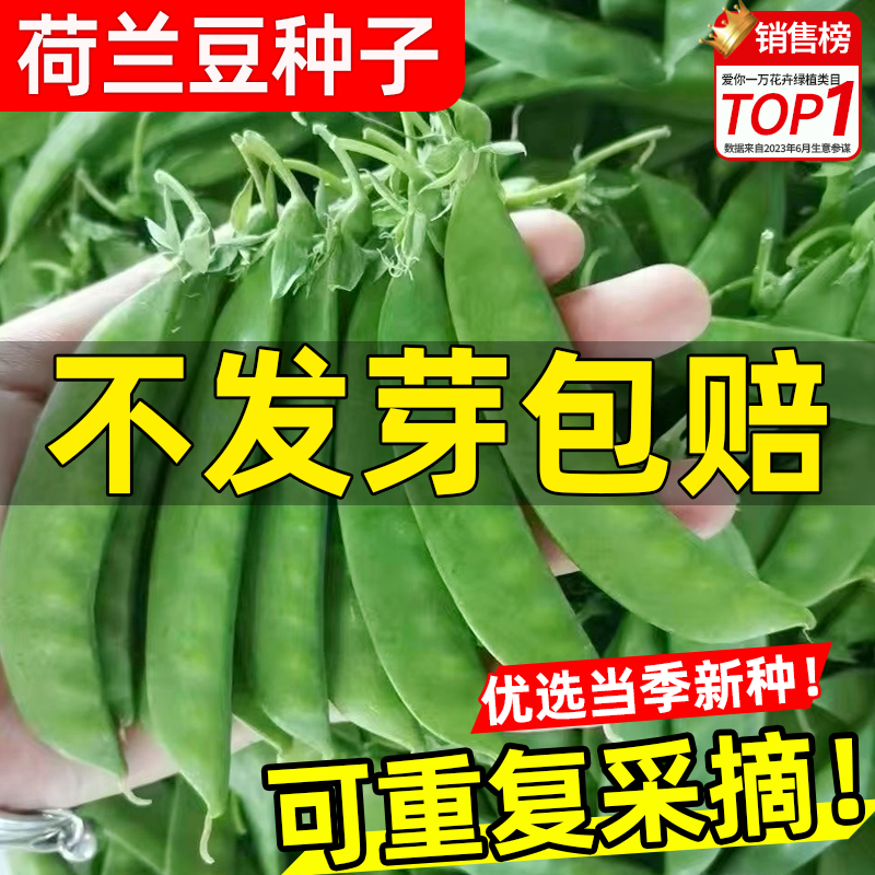 荷兰豆种籽子何孑高产四季豌