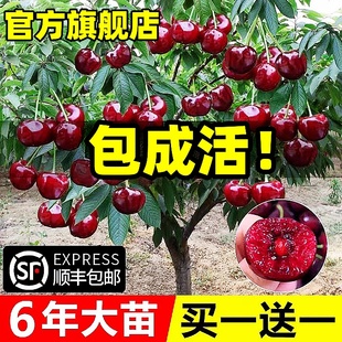 正宗车厘子树苗盆栽南方北方种植大樱桃果树苗庭院矮化官方旗舰店
