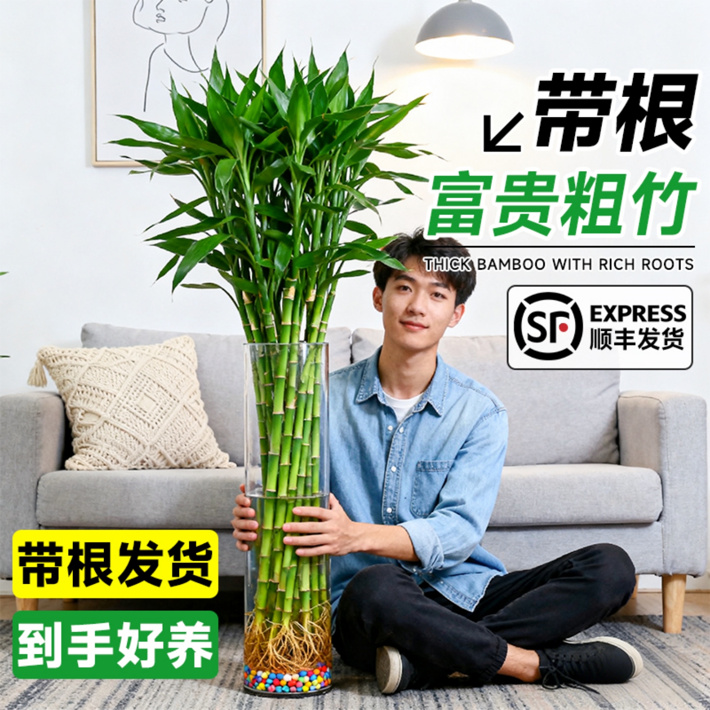 带根富贵竹粗杆大叶水培室内植物