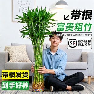 带根富贵竹粗杆大叶水培植物室内好养客厅水养优质桌面绿植竹子