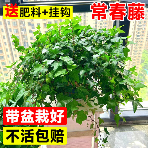 金边常春藤盆栽水培花卉植
