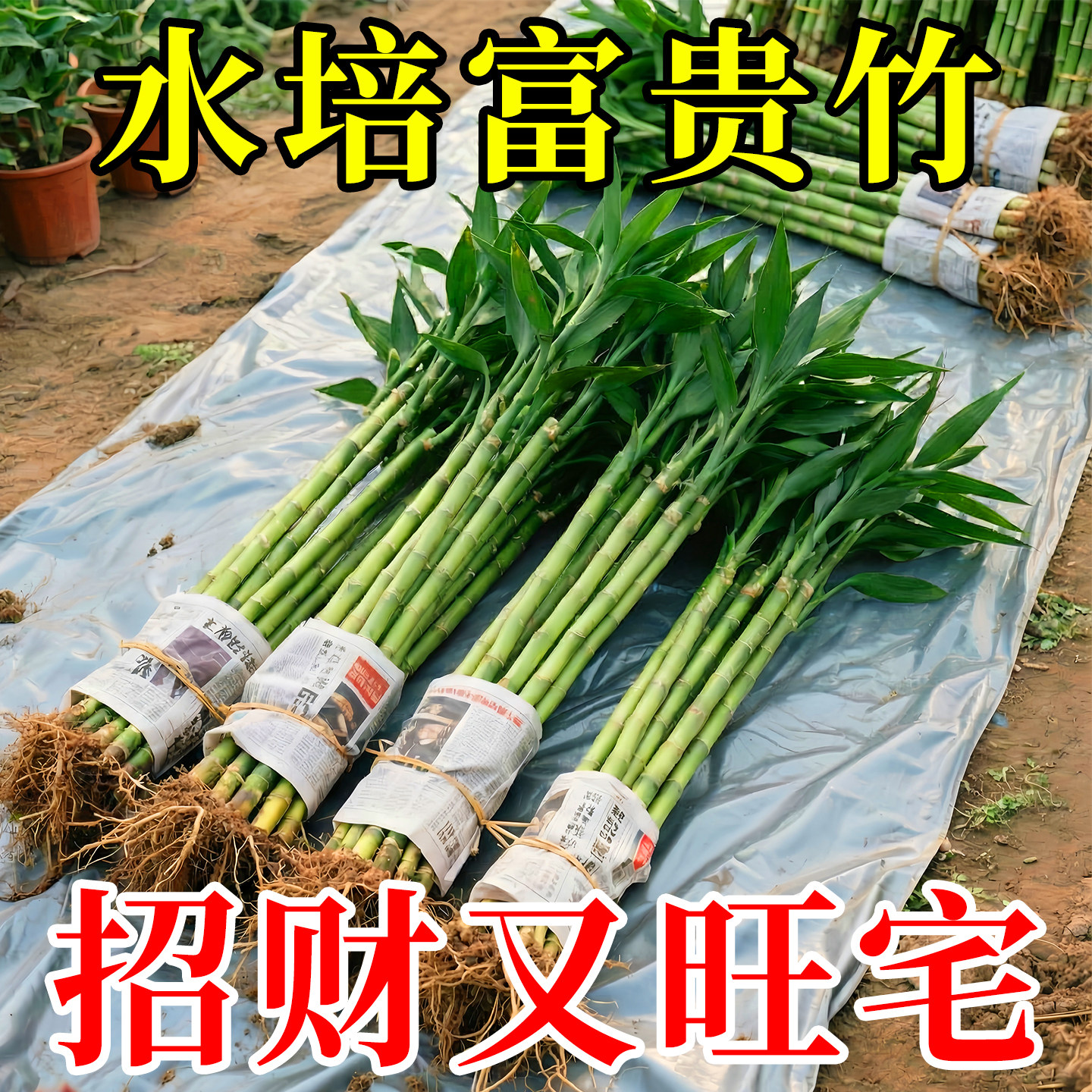 富贵竹水培植物绿植室内盆栽客厅招财粗杆带根水养节节高特级竹子,鲜花速递/花卉仿真/绿植园艺,水生植物,淘宝优惠券,粉丝福利购,淘宝优惠卷