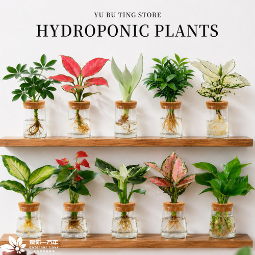 水培植物办公室内好养桌面绿植小