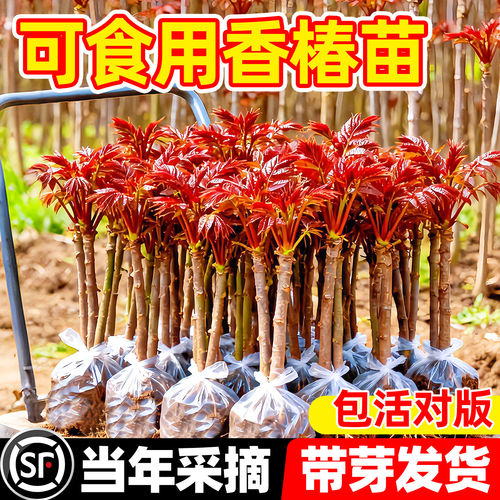 当季正宗红油香椿苗树矮化